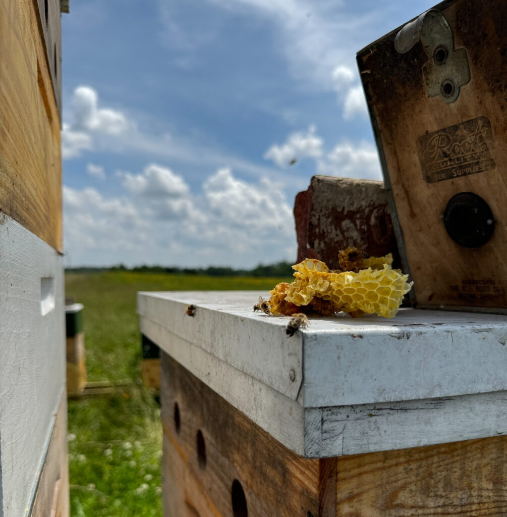 A close up of honeycomb and a honey bee