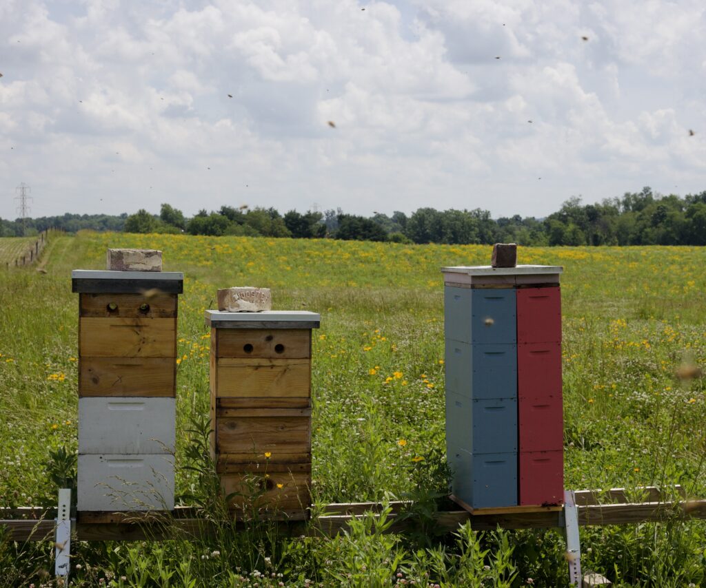 A collection of hives