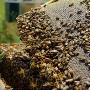 A frame of honey with honey bees working