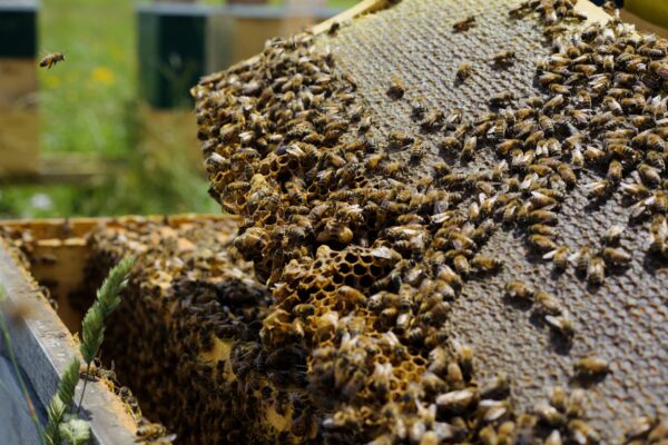 A frame of honey with honey bees working