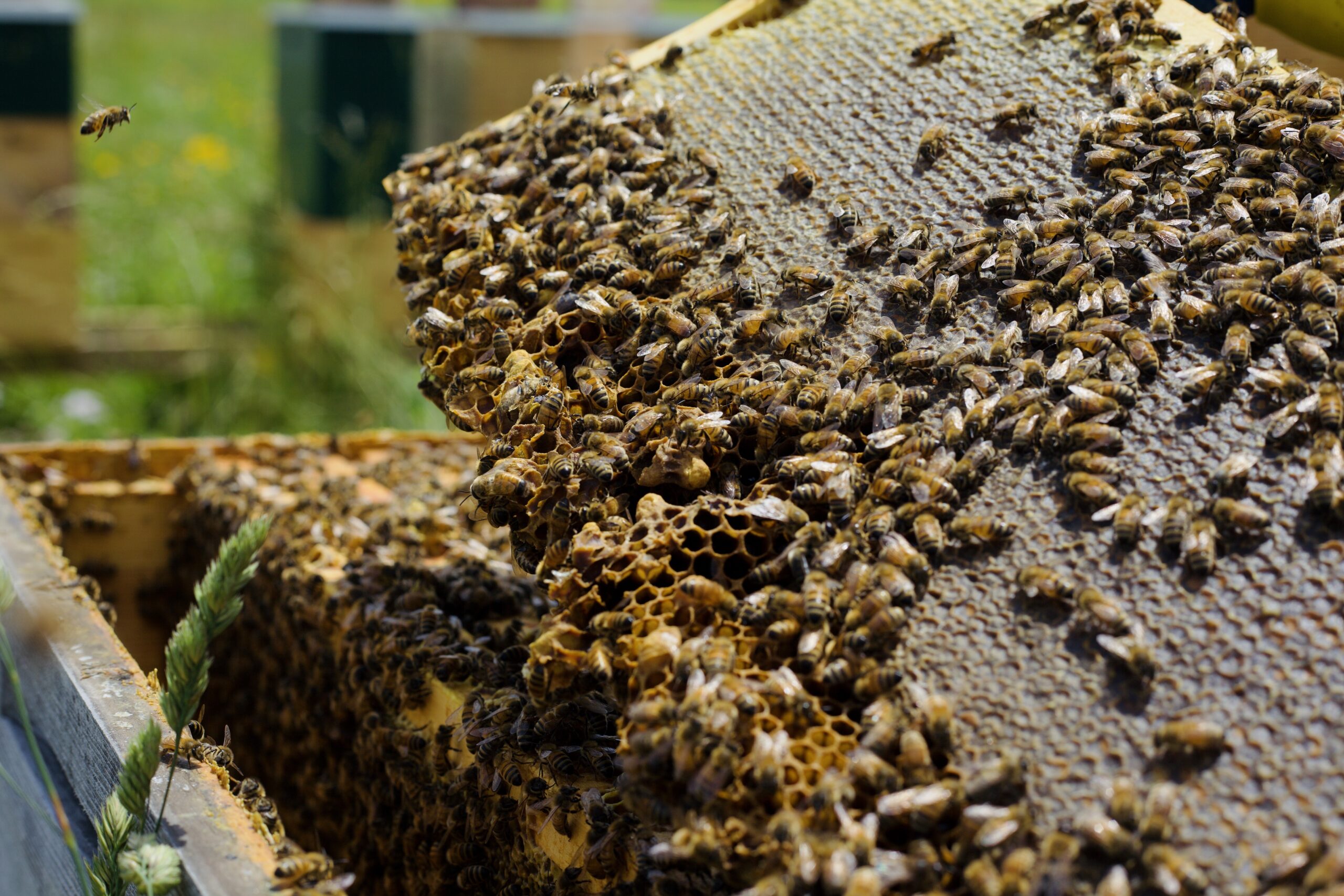 A frame of honey with honey bees working