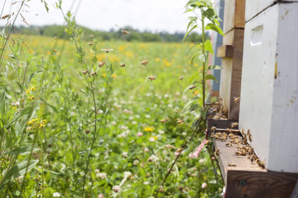 Honey bees hard at work