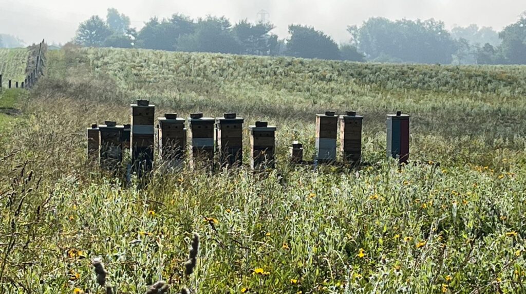 Hives in the Open Field