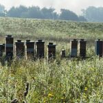 Hives in the Open Field
