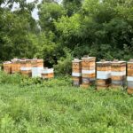 A cluster of beehives against the treeline