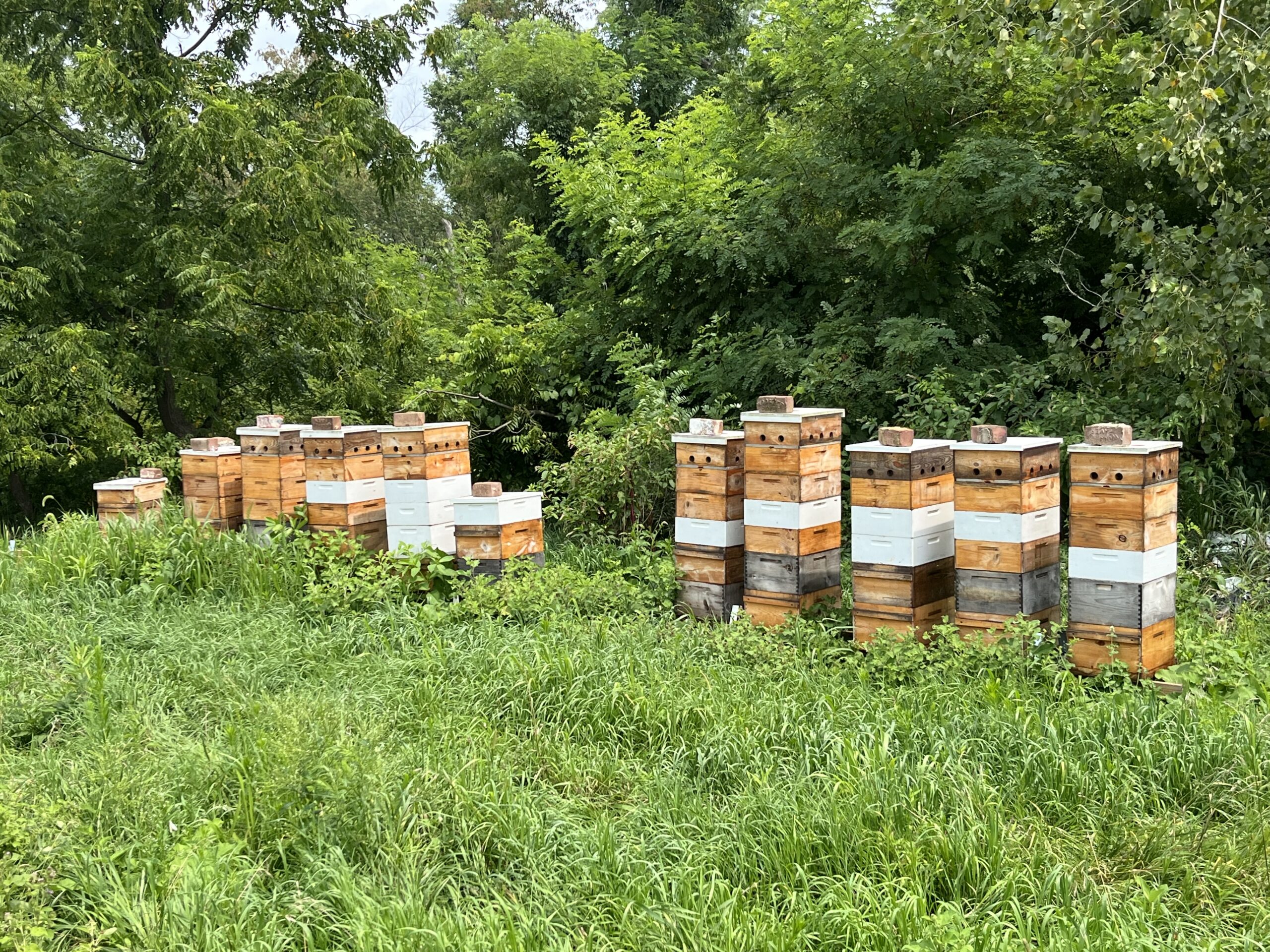 A cluster of hives against the treeline