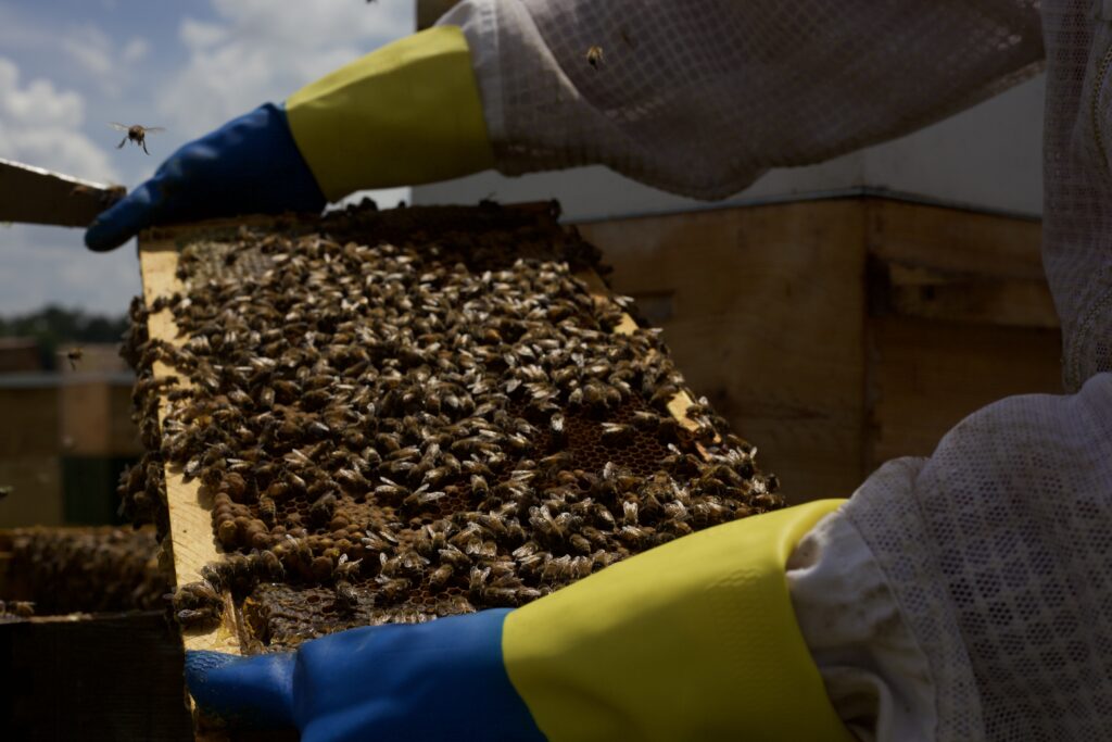 A frame of active honey bees